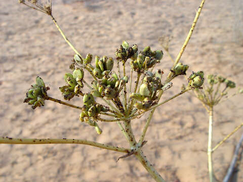 Image de Ferula sinaica Boiss.