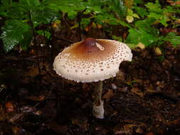 Слика од Macrolepiota mastoidea (Fr.) Singer 1951