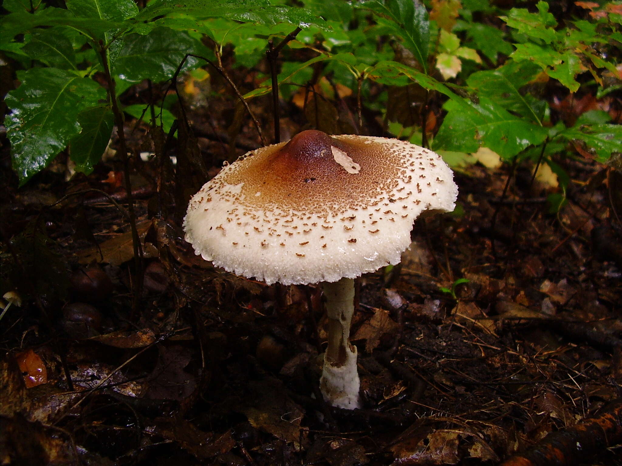 Macrolepiota mastoidea (Fr.) Singer 1951 resmi