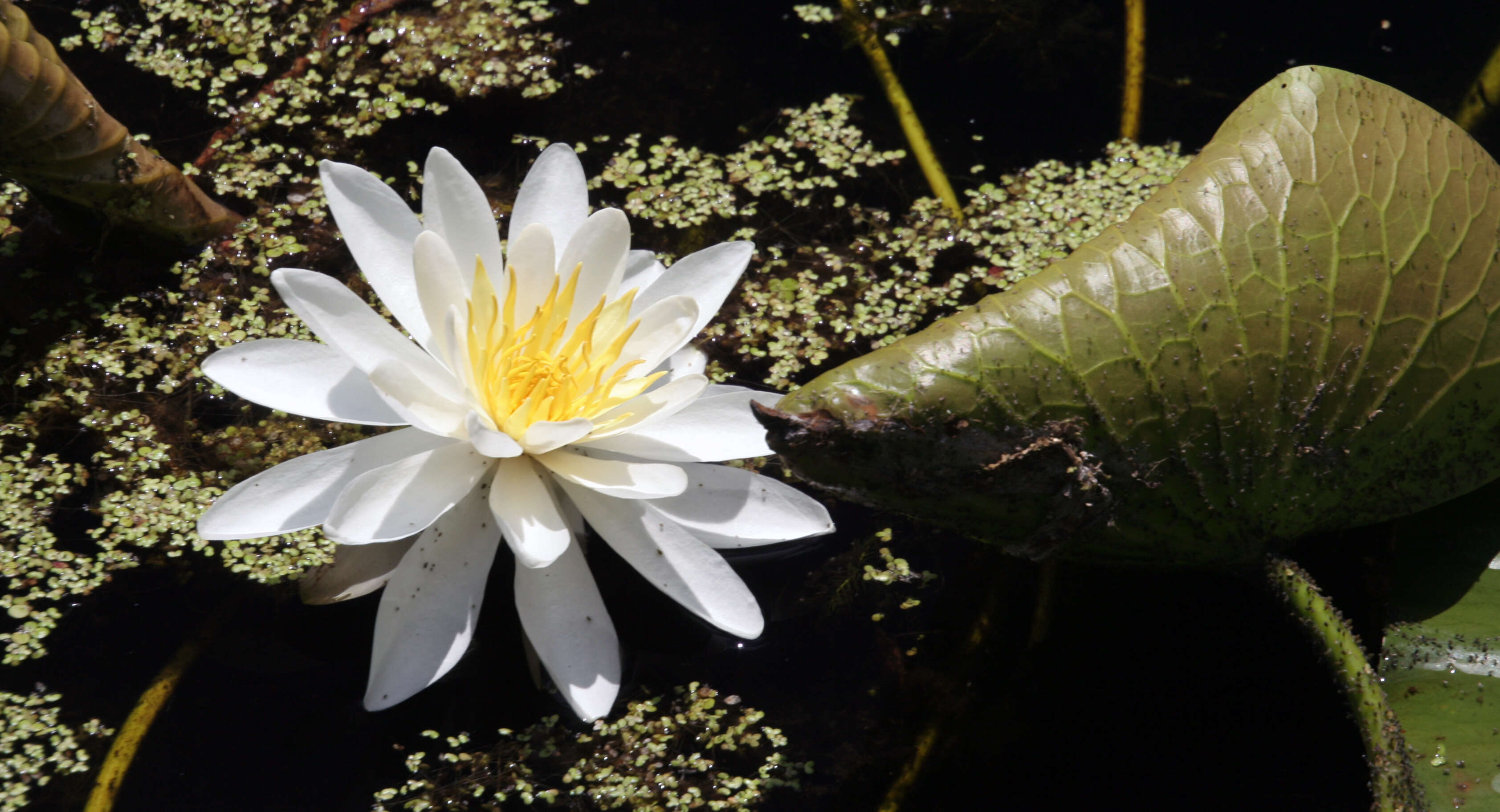 Image of American white waterlily