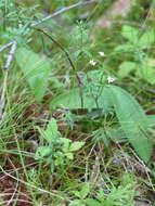 Image of Bog bedstraw