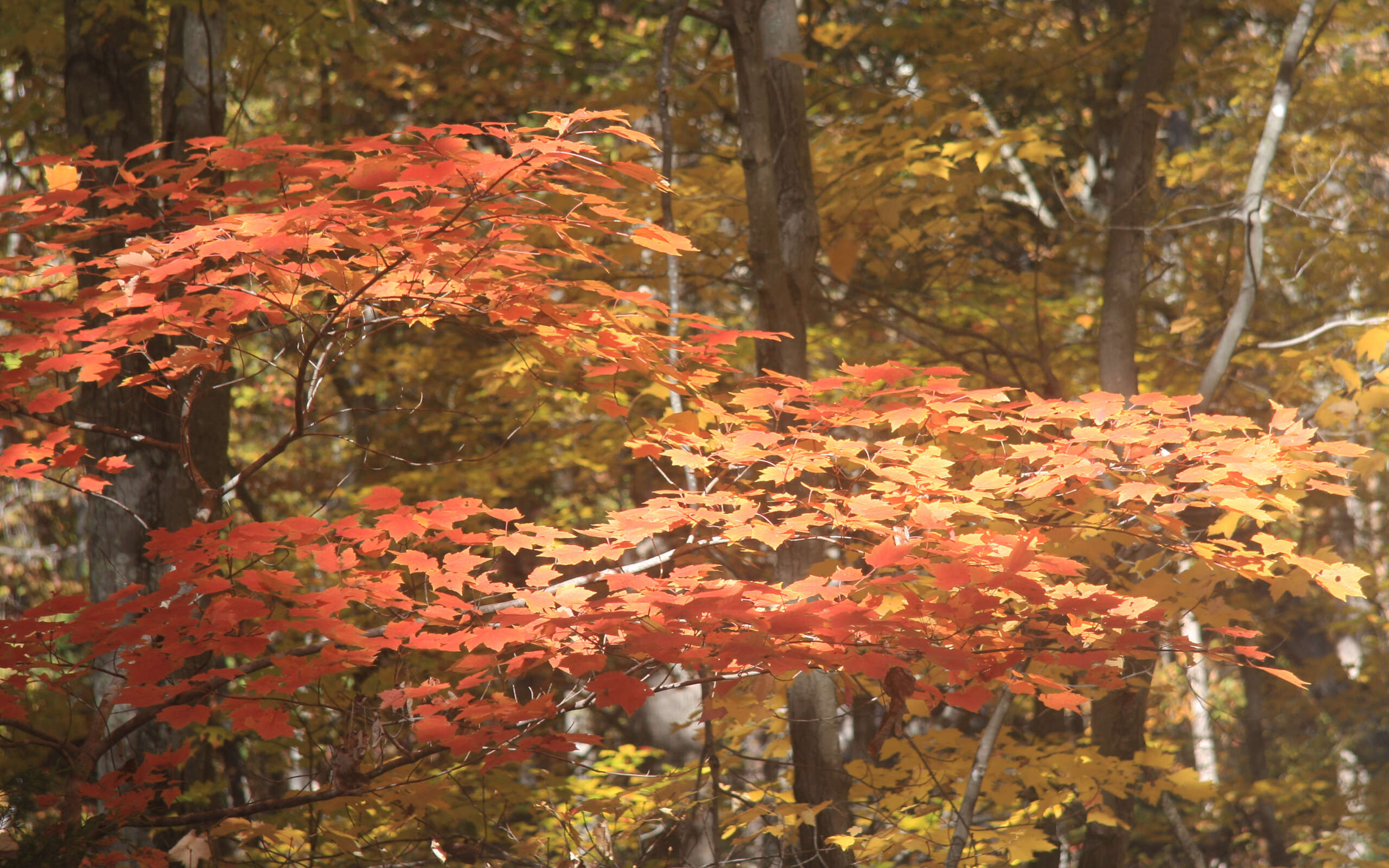 Image of Red Maple