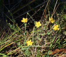 Image of grassy St. Johnswort