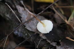 Image of Cystolepiota seminuda (Lasch) Bon 1976