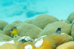 Image of Honey Damselfish