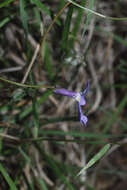 Image of Diastatea tenera (A. Gray) McVaugh