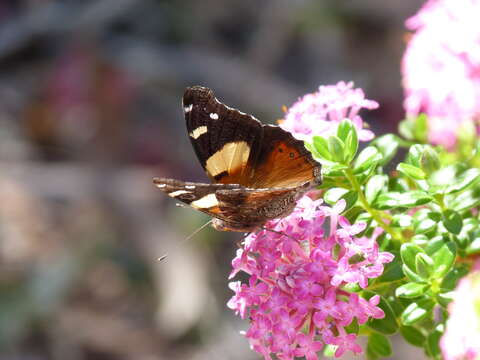 Image of Vanessa itea