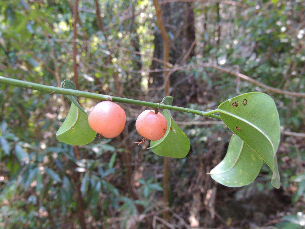 Imagem de Chaetachme aristata Planch.