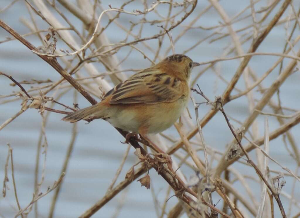 Image of Golden-headed Cisticola