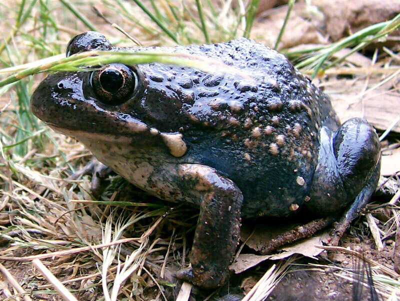 Image of Banjo Frog