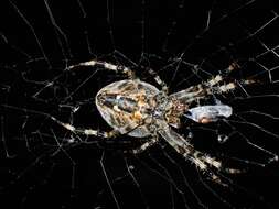 Image of Garden spider