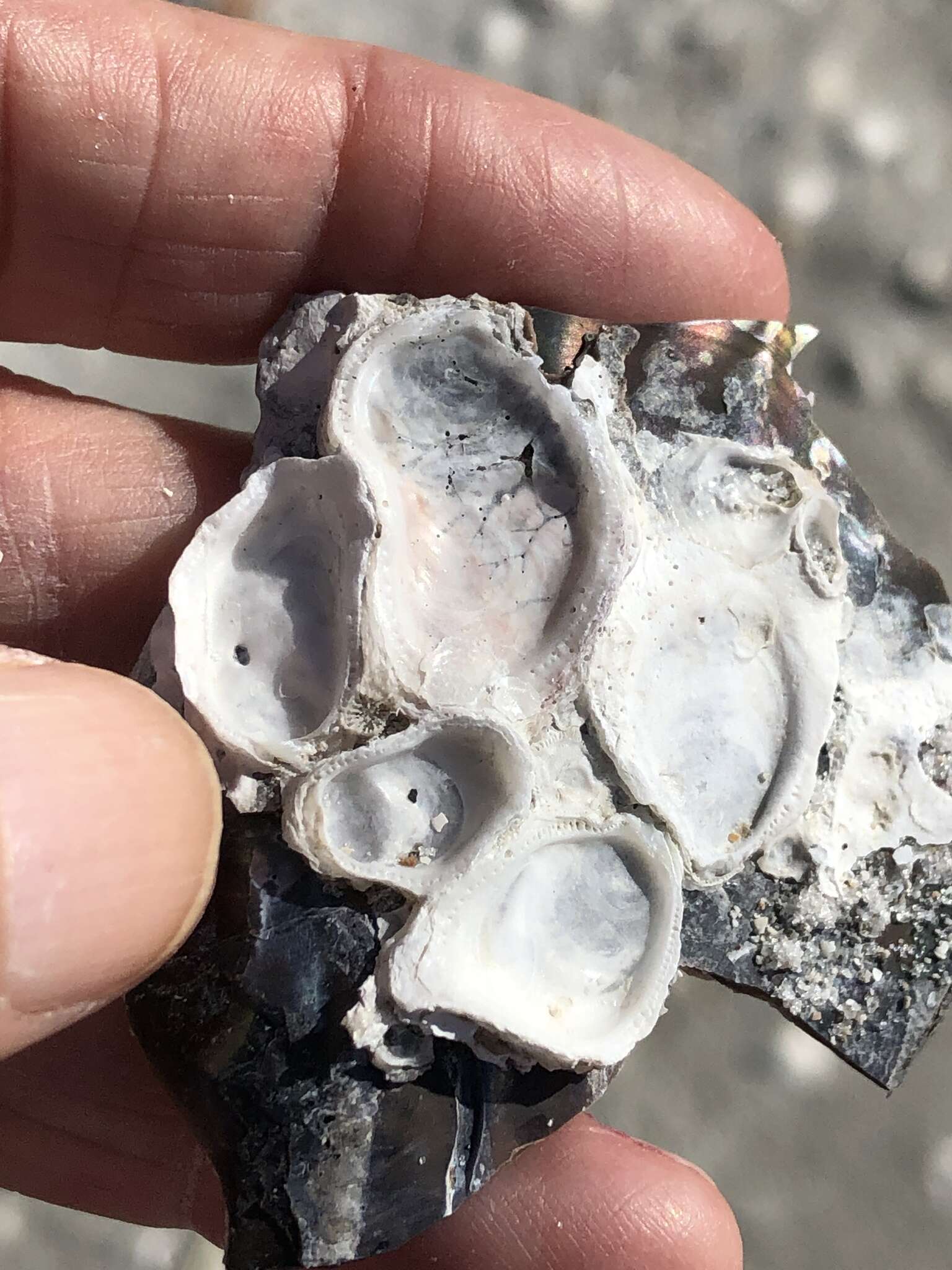 Image of crested oyster