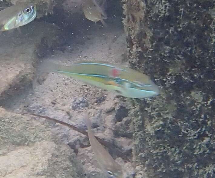 Image of Stripebelly wrasse