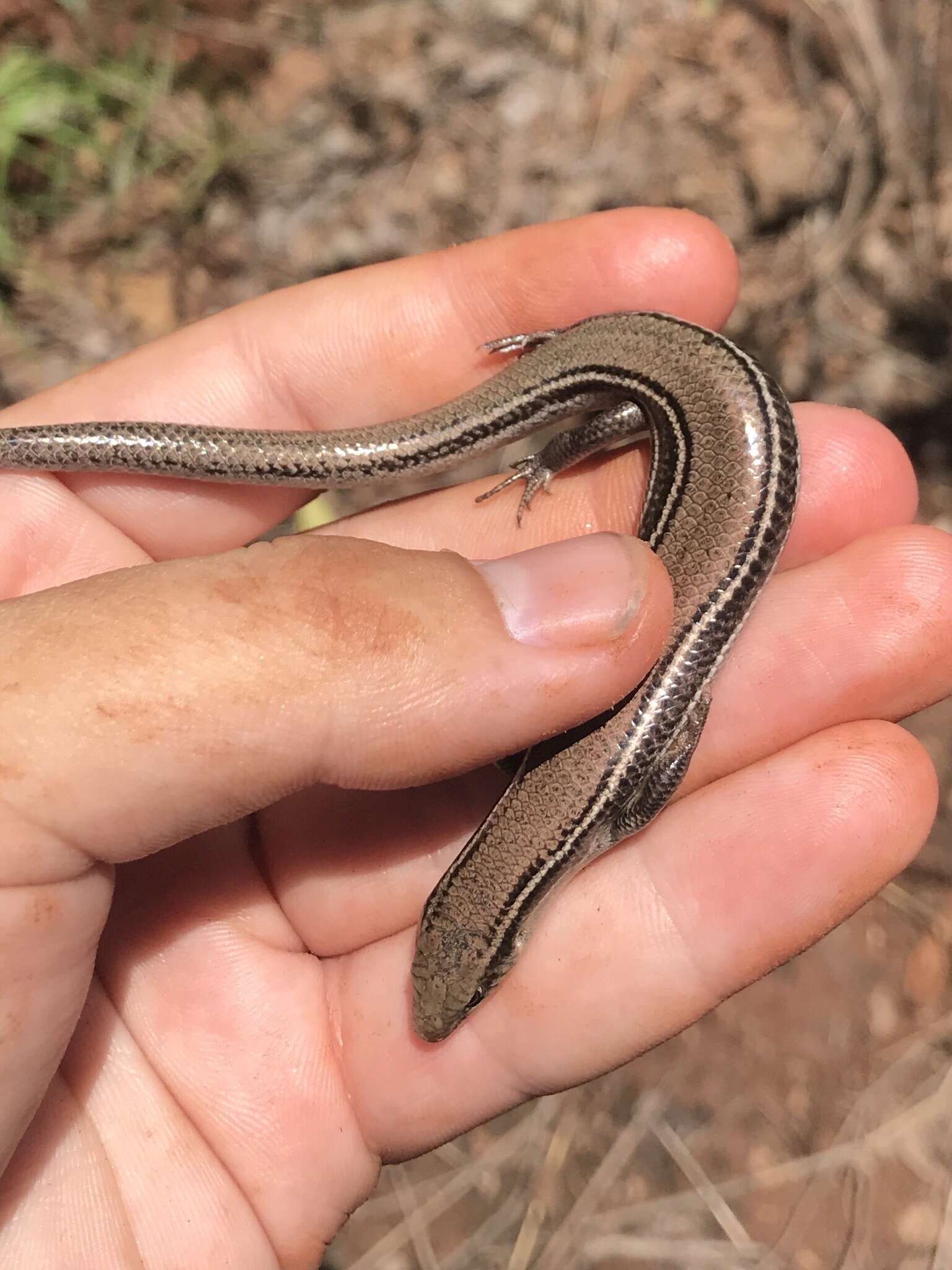 Plancia ëd Plestiodon septentrionalis obtusirostris (Bocourt 1879)