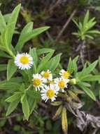 Image of Erigeron lancifolius Hook. fil.