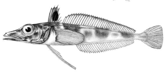 Image of Chaenodraco