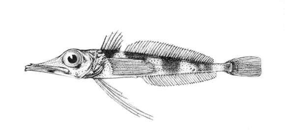 Image of Chaenodraco