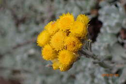 Image of Helichrysum montanum DC.