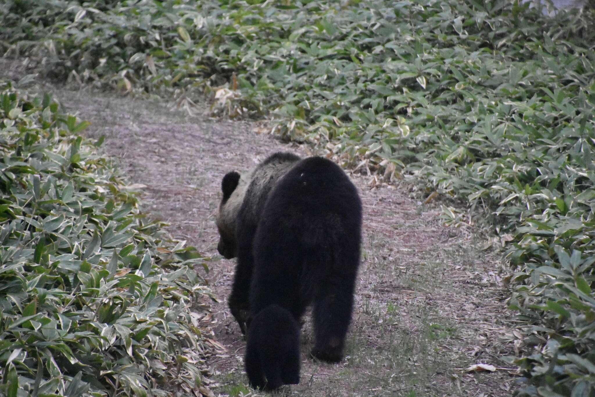 Image of Ussuri brown bear