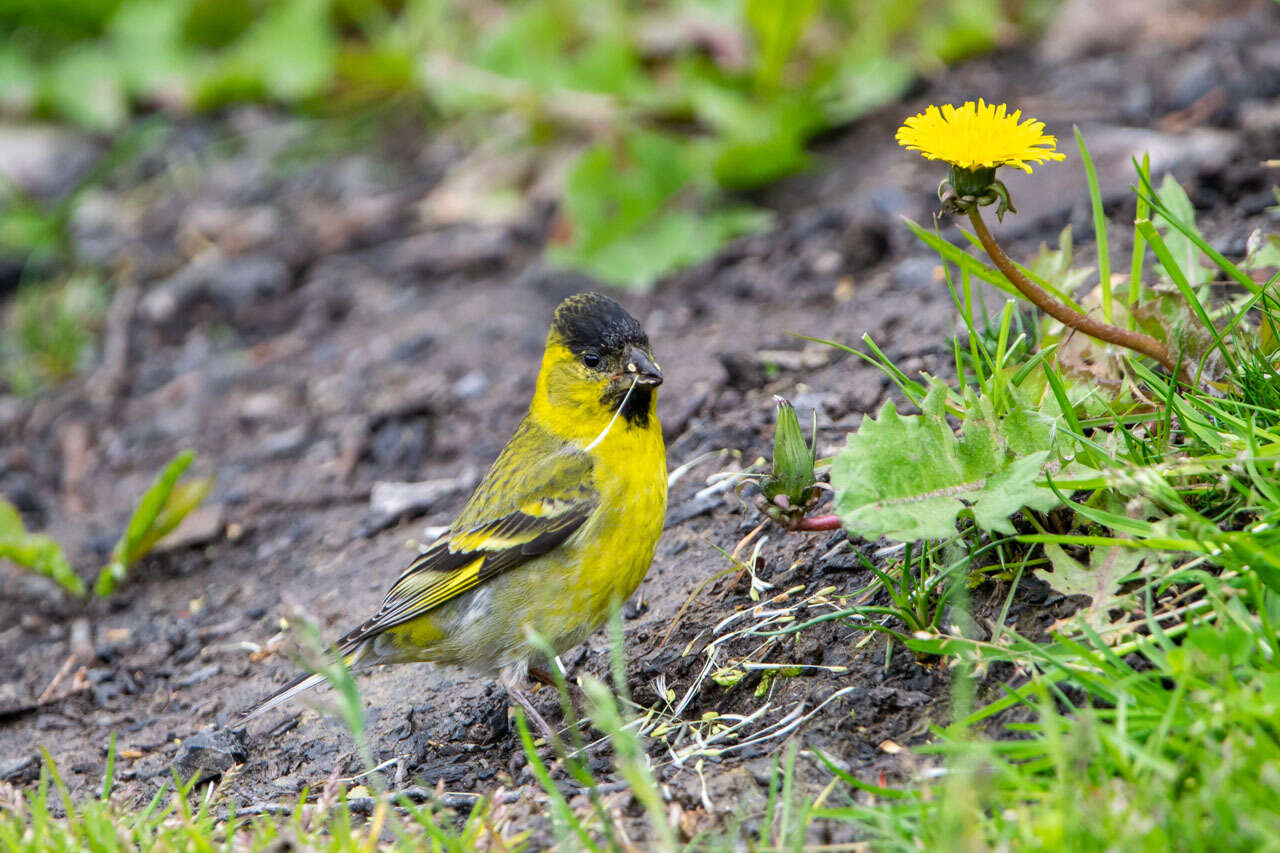 Image of Black-chinned Siskin