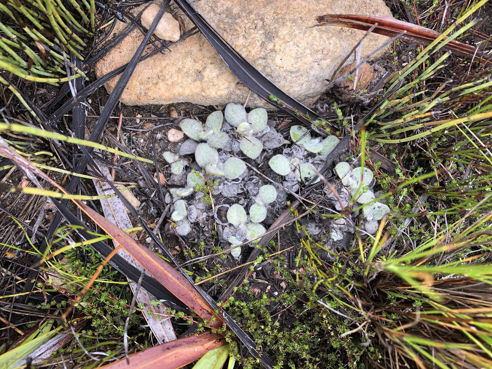 Image de Helichrysum rotundifolium (Thunb.) Less.