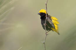 Image of Yellow-crowned Bishop