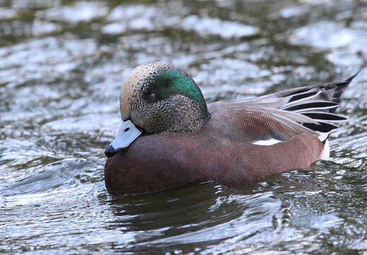 Image of American Wigeon