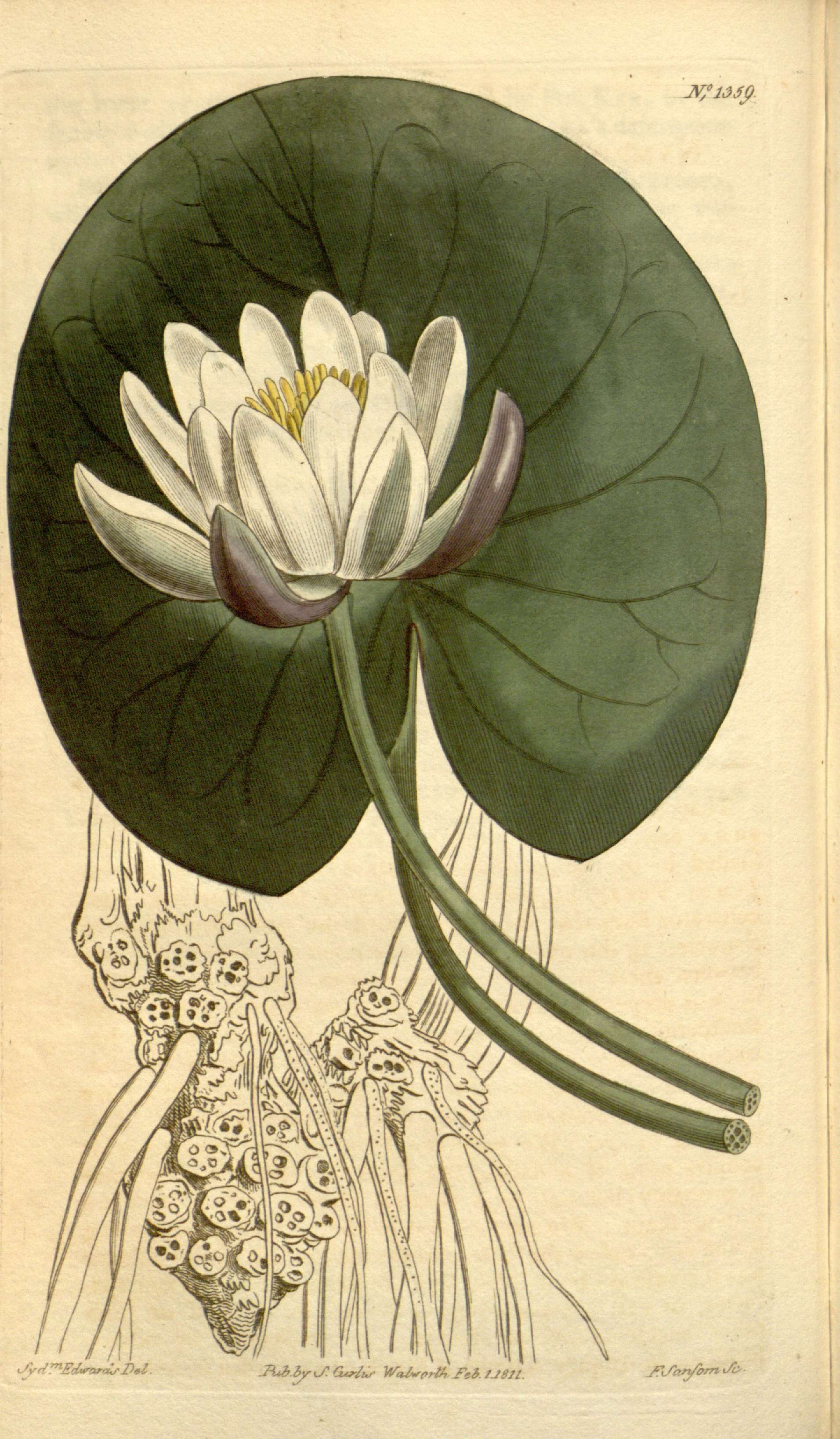 Image of European white waterlily