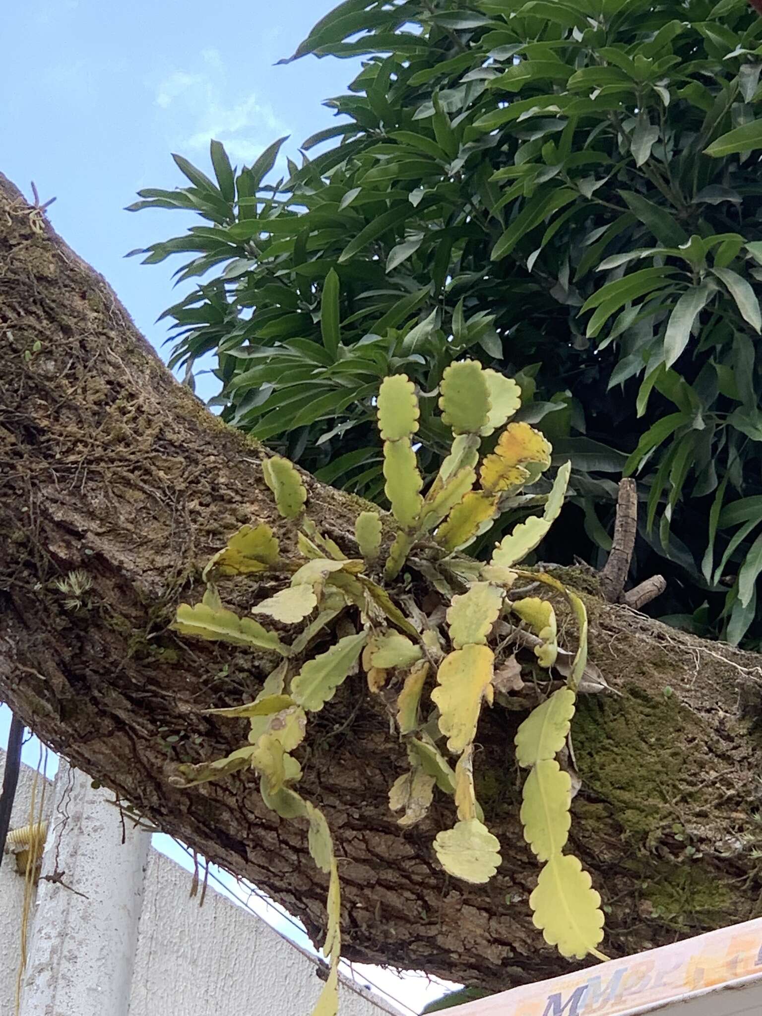 Image of Rhipsalis crispata Pfeiff.