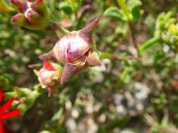 Imagem de Drosanthemum lavisii L. Bol.