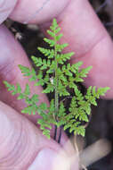 Image of Kaulfuss' lipfern