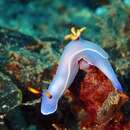 Sivun Hypselodoris bullockii (Collingwood 1881) kuva