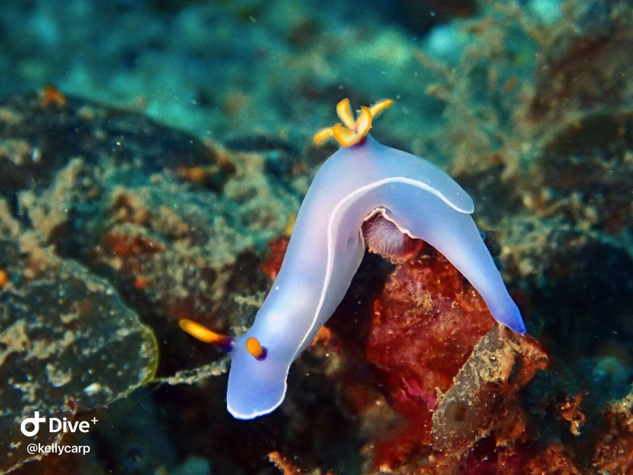 Image of White edge purple slug