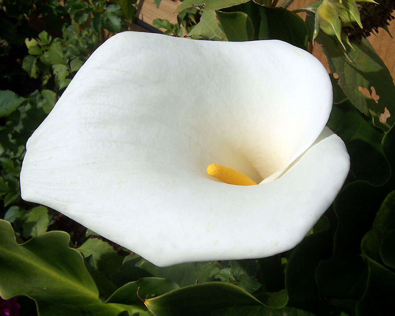 Image of Arum lily