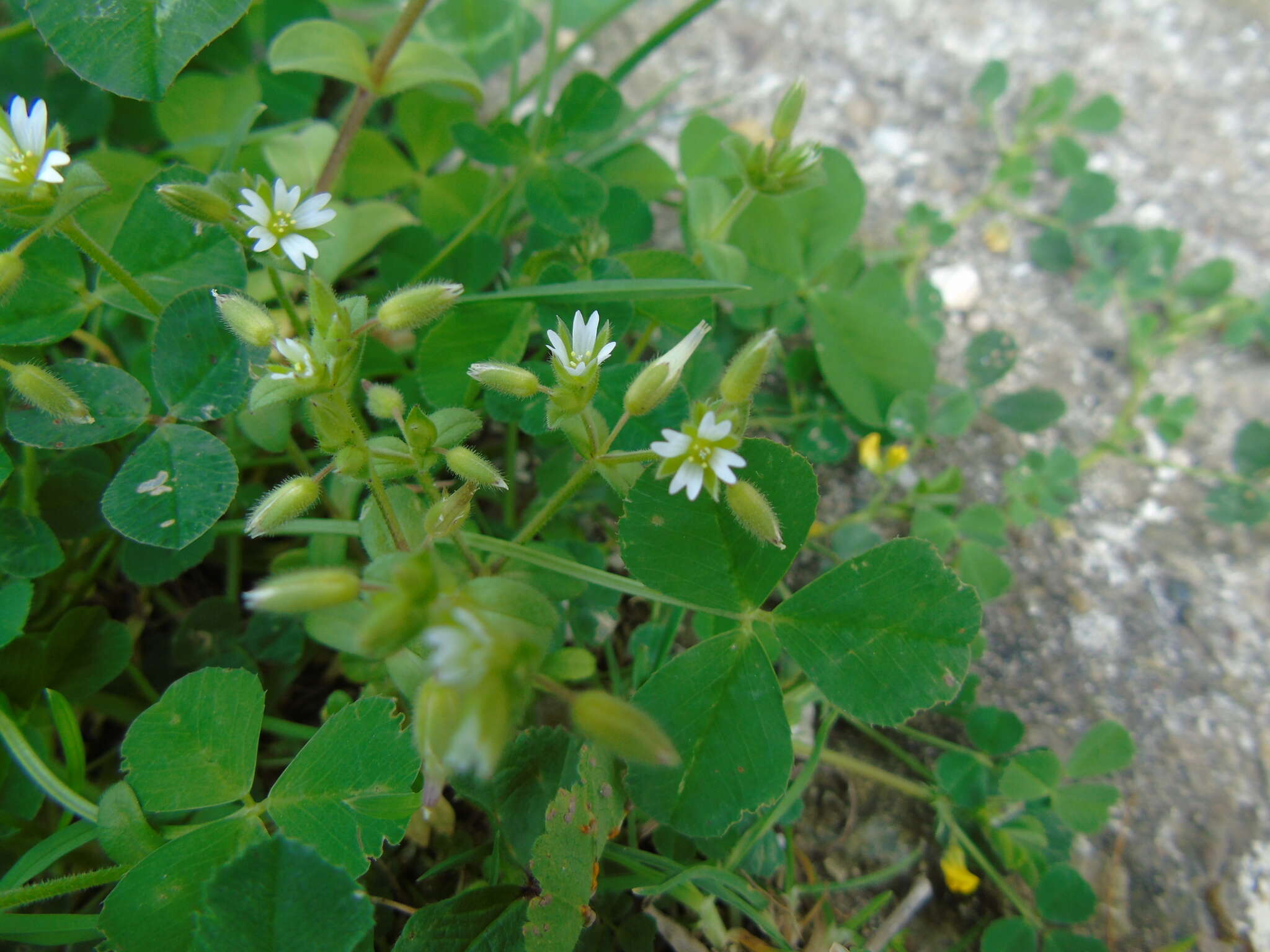 Image of Cerastium siculum Guss.