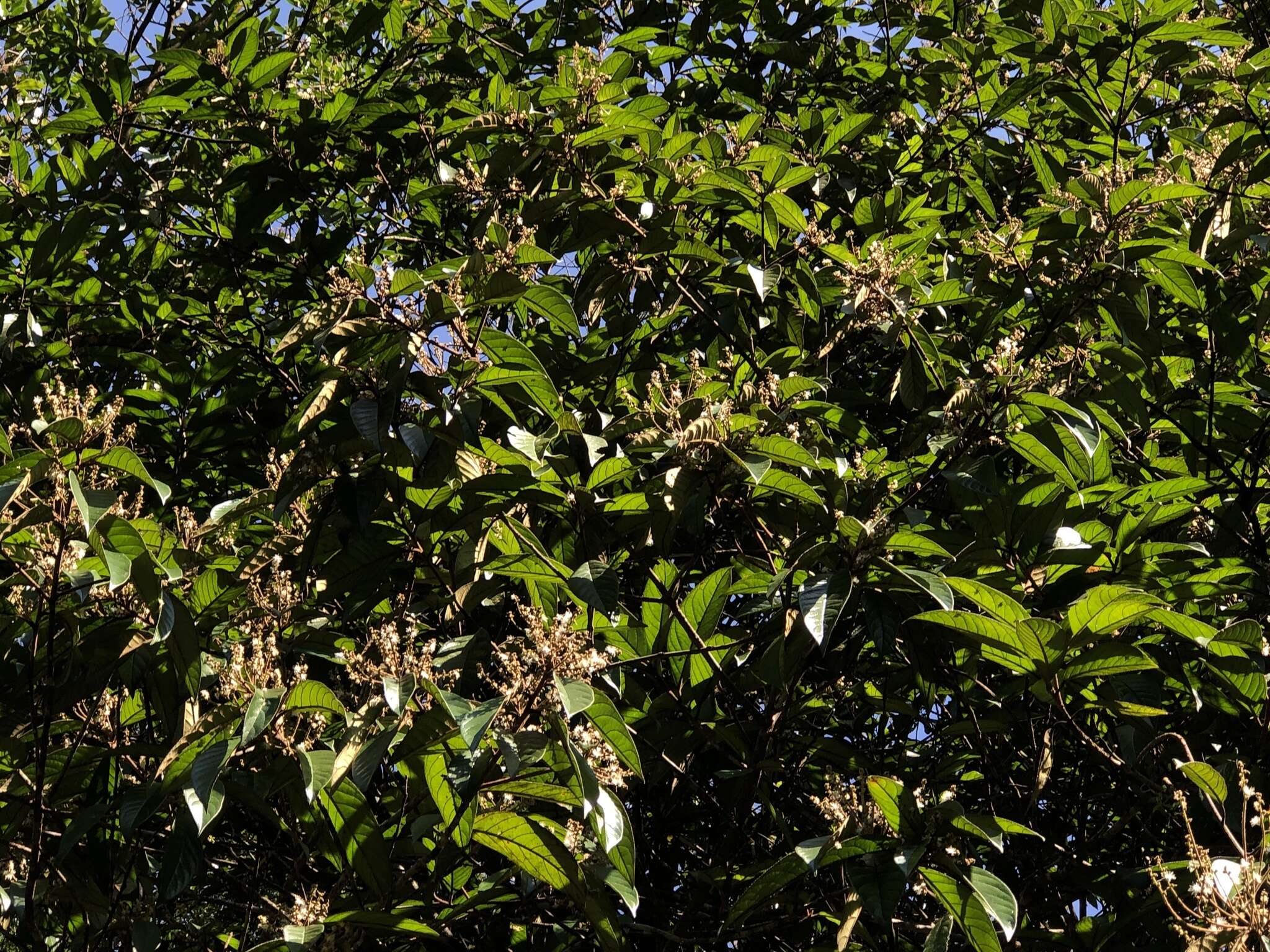 Image of Symplocos cochinchinensis subsp. cochinchinensis