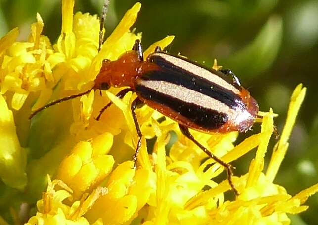 Image of Lebia (Lebia) vittata (Fabricius 1777)