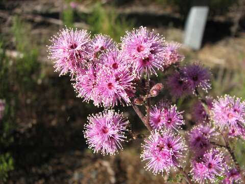 Image of Kunzea parvifolia Schau.