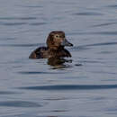 Image de Eider de Steller