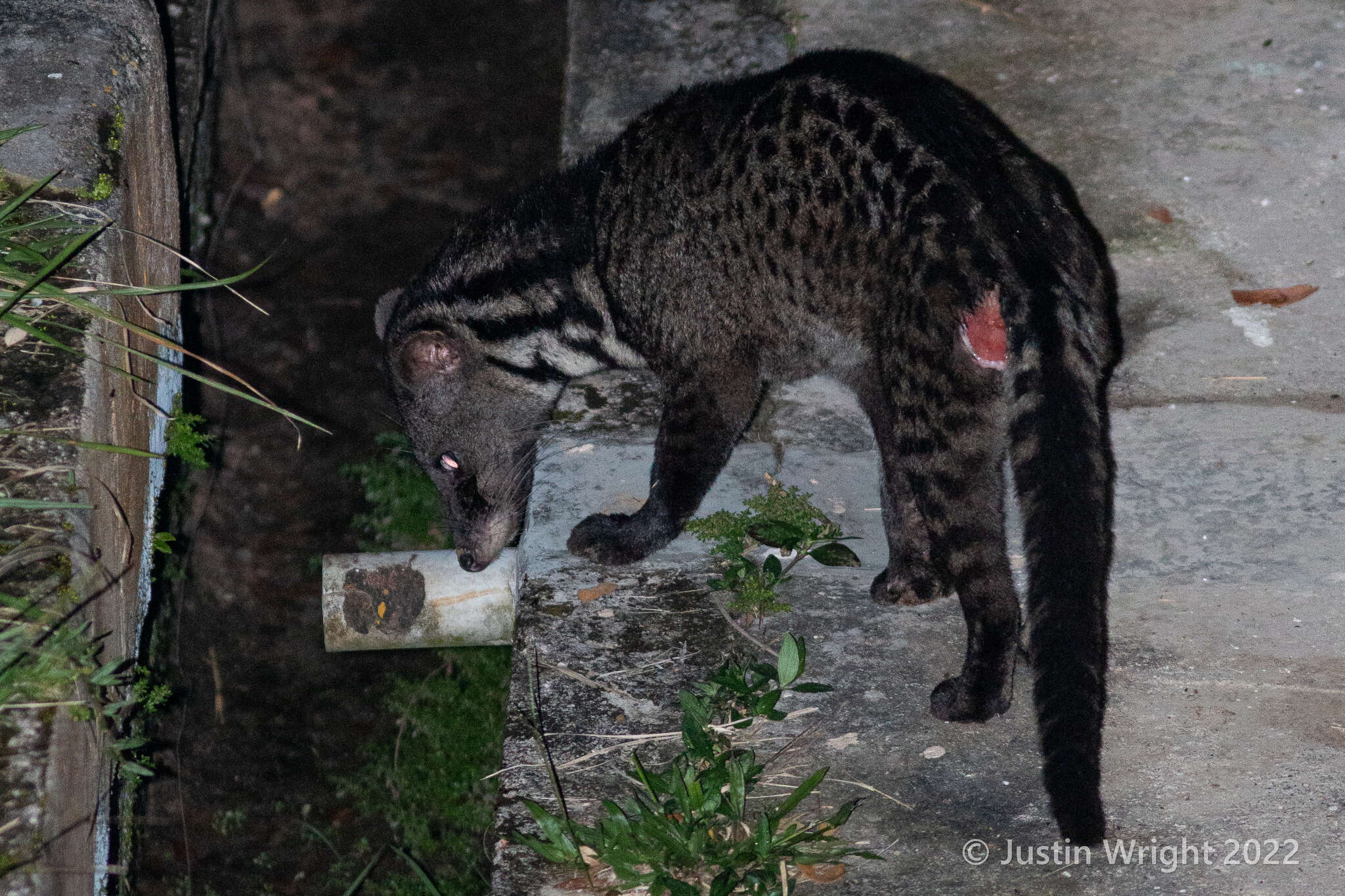 Image of Oriental Civet