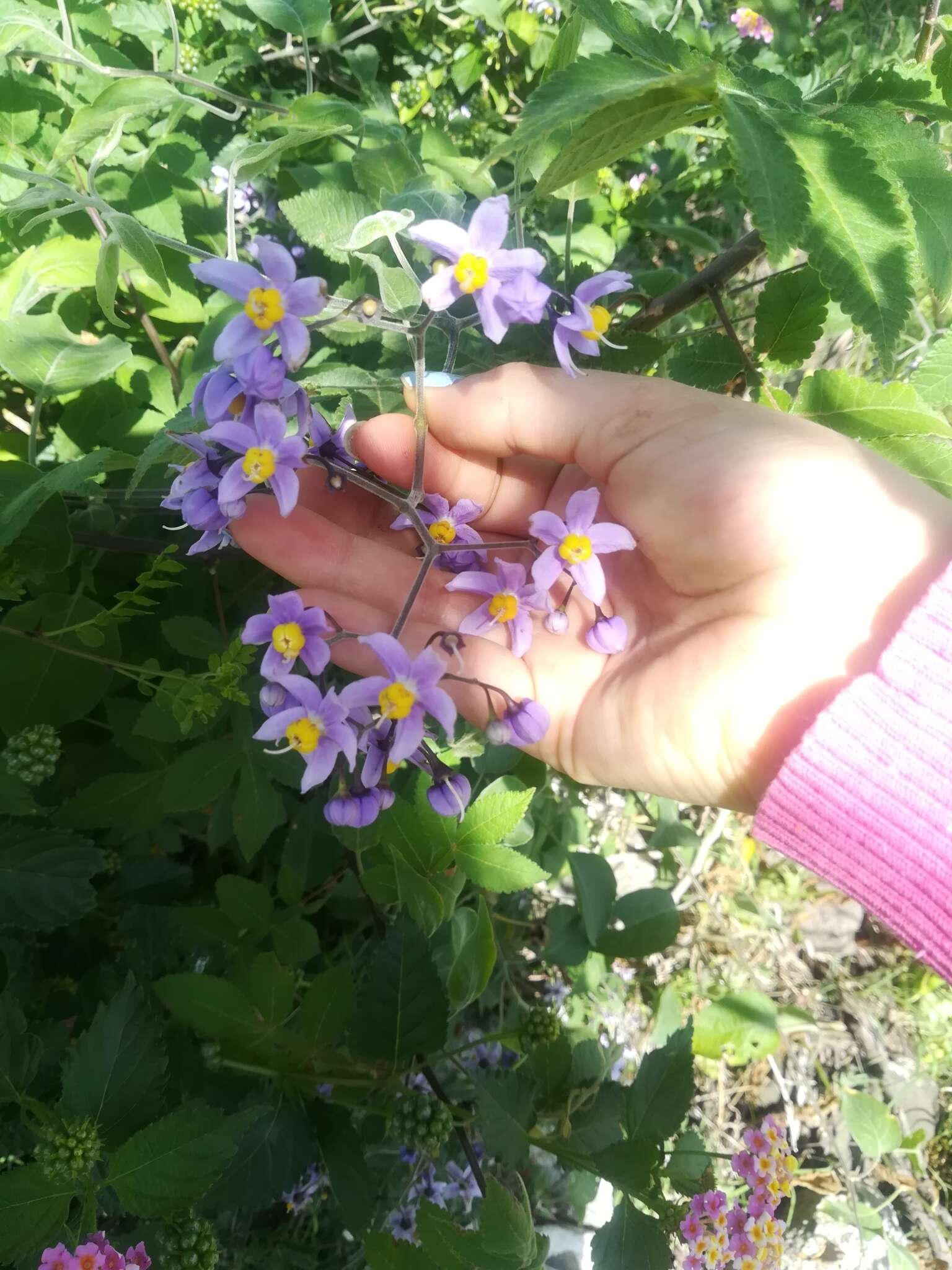 Image de Solanum dulcamaroides Dun.