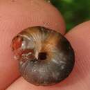 Image of reddish snail