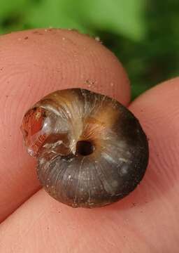 Image of reddish snail