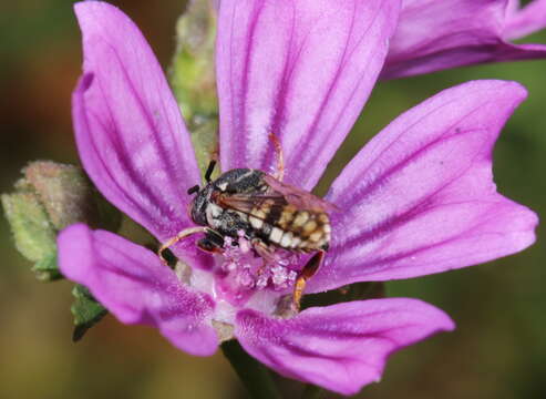 Image of Epeolus variegatus (Linnaeus 1758)