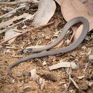 Image of Mustard-bellied Snake