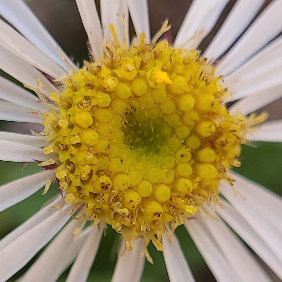 Image de Erigeron garrettii A. Nels.