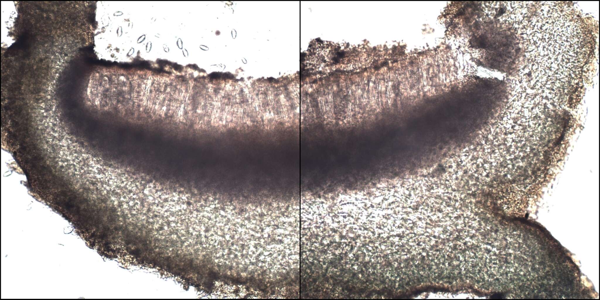 Слика од <i>Lathagrium cristatum</i>