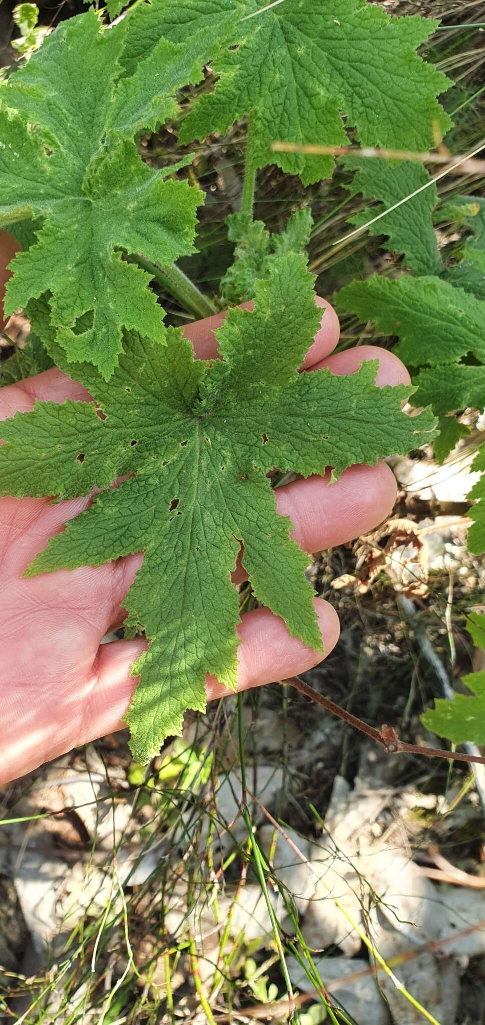 Image of Pelargonium hispidum (L. fil.) Willd.