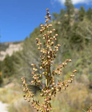 Image of tarragon