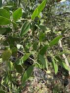 Plancia ëd Olea capensis subsp. enervis (Harv.) I. Verd.